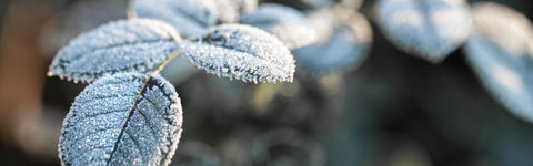 Tuinieren in februari: wat kun je deze maand in de tuin doen?