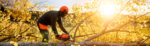 Veilig een hoge boom snoeien: de tips en tricks op een rij