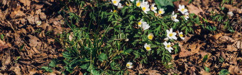 Mulchen in de herfst: waarom en hoe je aan de slag gaat