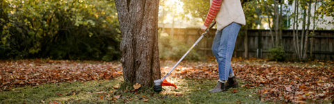 Tuinieren in november: wat kun je deze maand in de tuin doen?