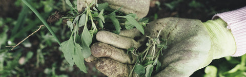 Onkruid in de tuin: effectieve methoden om onkruid te bestrijden