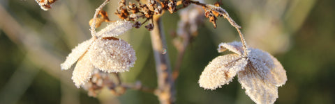 Hoe bescherm je je planten tegen vorst? Praktische tips voor jouw tuin